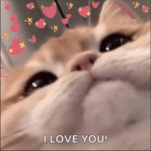 a close up of a cat 's face with the words i love you