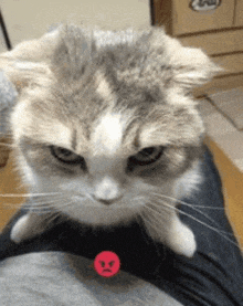 a cat is sitting on a person 's lap and has an angry face on its face .