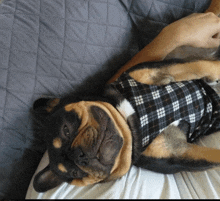 a dog wearing a plaid shirt laying on its back on a bed