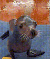 a seal is looking at the camera with a blurry background behind it .