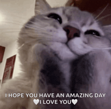 a cat says i hope you have an amazing day