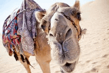 a camel with a scarf around its neck is standing in the desert .