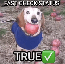 a dog in a blue sweater is holding a red apple in its mouth ..