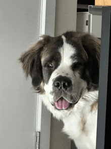 a brown and white dog sticking out its tongue