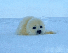 a baby seal is laying on its back in the snow .