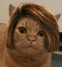 a cat with a wig on its head .