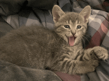 a kitten is laying on a bed with its mouth open