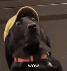 a black dog wearing a yellow hat with the word wow on the bottom