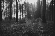 a black and white photo of a fern in a dark forest