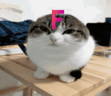 a cat with a pink letter f on its forehead