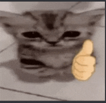 a close up of a cat giving a thumbs up sign .