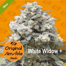 a poster for original sensible seeds white widow plus