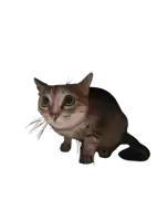 a cat with big eyes is sitting on a white surface