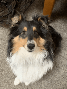 a black brown and white dog is laying on the floor