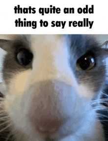 a close up of a cat with the words that 's quite an odd thing to say really