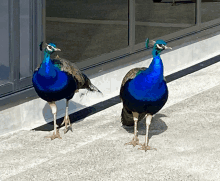 two peacocks standing next to each other in front of a building