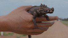 a hand is holding a small crocodile with sharp teeth