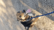 a dog on a leash with its tongue out