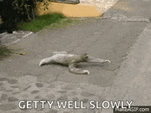 a sloth is laying on the ground with the words `` getty well slowly '' below it .