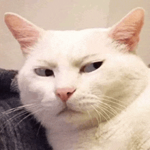 a white cat is sitting on a couch and looking at the camera .