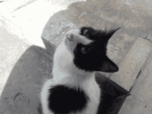 a black and white cat is looking up at the sky