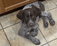 a dog laying on a tiled floor looking at the camera