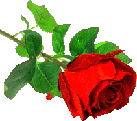 a single red rose with green leaves is against a white background