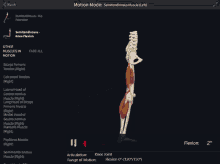 a computer screen shows a skeleton and muscles and says motion mode semitendinosus muscle left