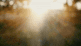 a blurry picture of the sun shining through trees