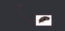 a picture of a mole with an arrow pointing to it