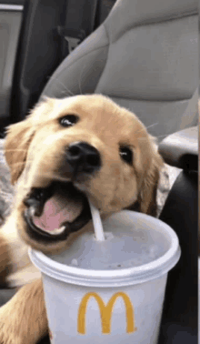 a dog drinking from a mcdonald 's cup