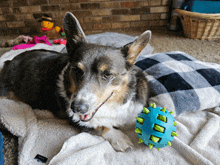 a dog is laying on a blanket next to a blue ball