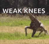 a giraffe standing on its hind legs with the words " weak knees " below it