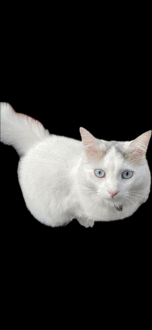 a white cat with blue eyes is laying on a black background