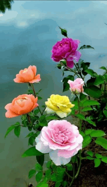 a bunch of colorful roses growing next to a body of water .