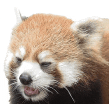 a close up of a red panda yawning with its mouth open