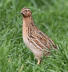 a quail is standing on top of a lush green field of grass .