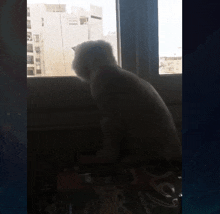 a cat looking out of a window with a bottle of coca cola in the background