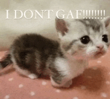 a small kitten is sitting on a pink polka dot blanket with the words `` i dont gaf '' written on it .