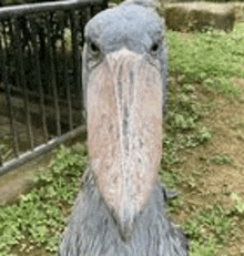 a bird with a very long beak is standing in the grass looking at the camera .