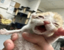 a person is holding a kitten with its mouth open in their hand .