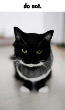 a black and white cat is sitting on the floor with the words do not above it