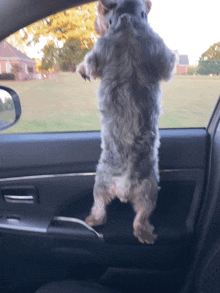 a small dog is standing on its hind legs in a car door