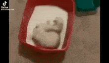 a mouse is laying in a red container filled with sand .