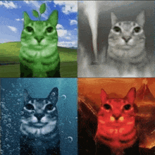 four pictures of cats with different backgrounds including a green one