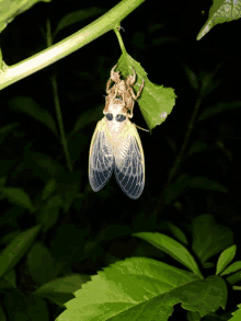 a cicada is hanging from a green leaf