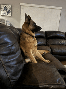 a german shepherd is sitting on a couch in a living room