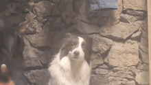 a dog standing in front of a stone wall looking at the camera