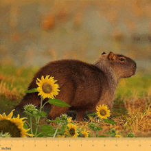 a picture of a capybara with sunflowers and a ruler that says inches on it