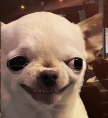 a close up of a chihuahua 's face with a smile on it 's face